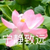王丽媛