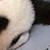 旺小猪