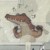 蔡父