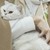 苔