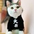 猫精