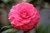 花痴