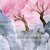 上花·如月醉