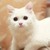 猫妈妈