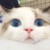 狗比作者