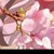 花仙