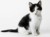 Entity303猫