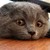 猫猫