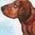 獵犬先生