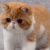 寄（猫）
