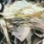 伊莱克斯