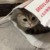 某呆猫