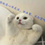 龙套