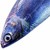沙丁魚