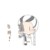 伞哥