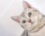 小猫