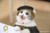 猫咪胡子先生