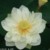 白莲花（贱人）