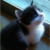 小奶猫