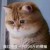 200斤的橘猫