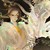 君無(wú)情（天帝）