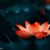 池中芙蓉