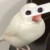 赵晟