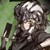 帕洛斯