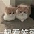 莫卿