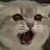 一只猫