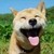 哮天犬