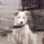 畢格林