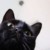 黑猫
