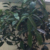 小学老师