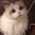 猫咪