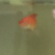 不重要