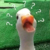 管家