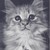 黑猫