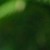 綠茶