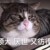 nc粉