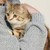猫咪