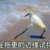 万可拟