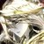 伊莱克斯