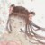 柳歌