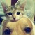 官方猫猫