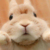 田兔子
