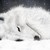 踏雪