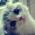 小猫