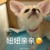 叄希