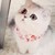 玉猫